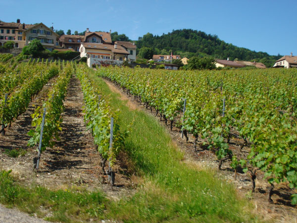 Sortie