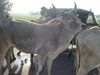 Delhi et New Delhi 070