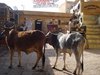 Jaisalmer 061