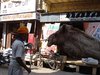 Jaisalmer 096