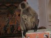 Pushkar 026