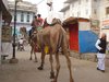 Pushkar 014
